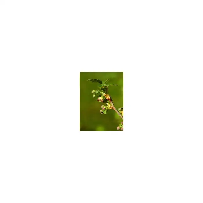 Herboplanet Msa Ribes Nigrum Integratore Antinfiammatorio 50 ml